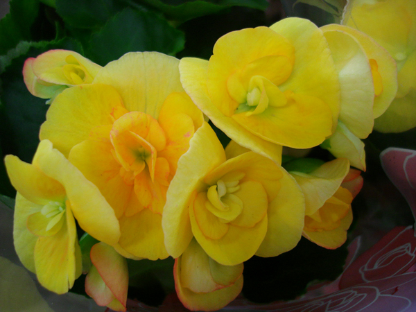 Begonias | Northwest Wholesale Florists
