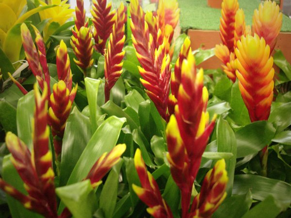 Bromeliads | Northwest Wholesale Florists