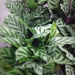 Calathea