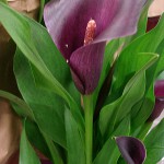 Purple Callas