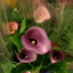 Purple Callas