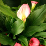 White & Pink Callas