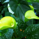 Yellow Callas