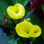 Yellow Callas