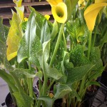 Yellow Callas