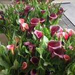 Callas 4"