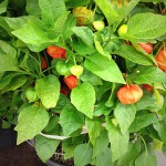 Large Potted Chinese Lantern