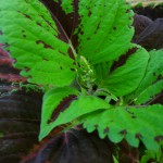 Coleus *