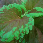 Coleus *