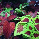 Coleus *