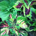 Coleus *