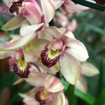 Cymbidium