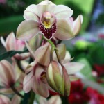 Cymbidium