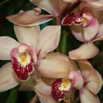 Cymbidium