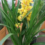 Cymbidium