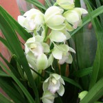 Cymbidium