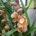 Cymbidium