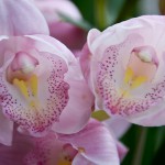 Cymbidium