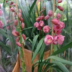 Cymbidium