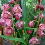 Cymbidium