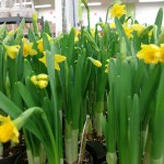Daffodils 4"