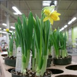 Daffodils 4"