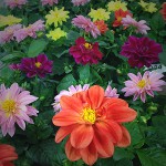 Potted Dahlias