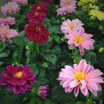 Potted Dahlias