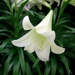 Easter Lilies