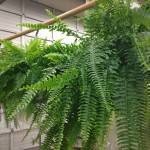 Fern (Boston)