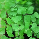 Fern (Maidenhair)