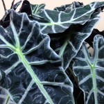 Alocasia