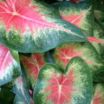 Caladium