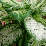 Dieffenbachia