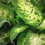 Dieffenbachia