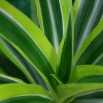 Dracaena