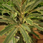 False Aralia