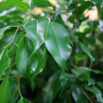 Ficus