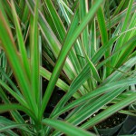 Foliage