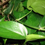 Philodendron