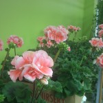 Peach Geranium