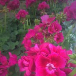 Hot Pink Geranium