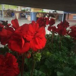 Red Geranium