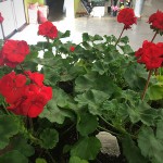 Red Geranium