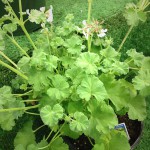 Scented Geranium