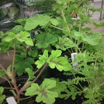 Scented Geranium