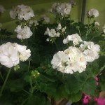 White Geranium