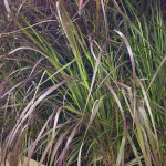 Fountain Grass