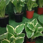 Hosta *