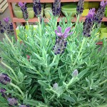 Potted 6 Inch Lavender